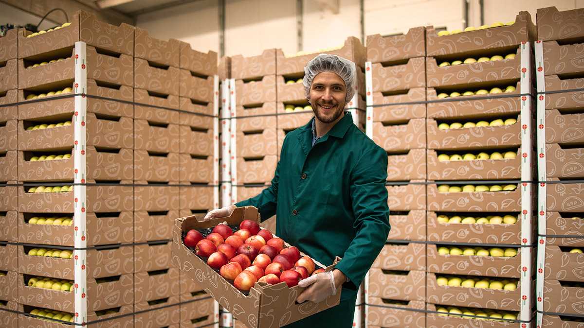 Worker holding a case of apples, stacks of cases of apples in the background