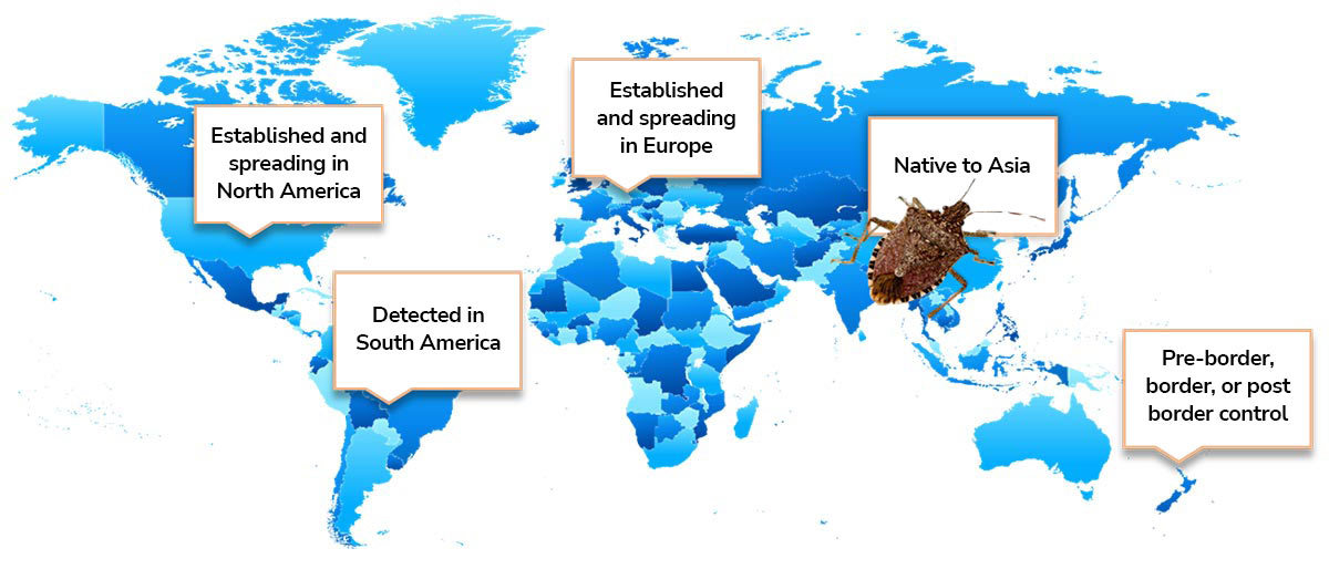 Brown Marmorated Stink Bug (BMSB)—Australia Guide | C.H. Robinson